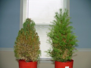 Earth & Grow Increases Drought Tolerance in dwarf Alberta spruce